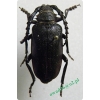 Prionus coriarius (Linnaeus, 1758) male